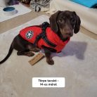 Bélelt téli kutyakabát hámmal - Piros, XL
