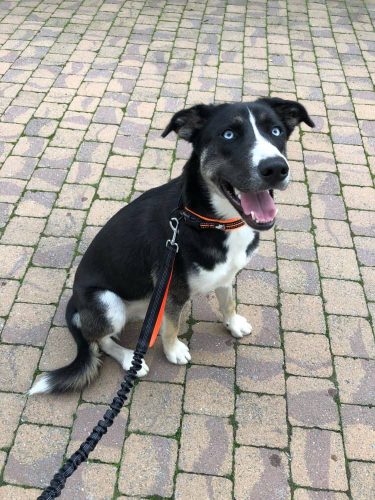 Rugalmas Póráz Futáshoz - Sárga