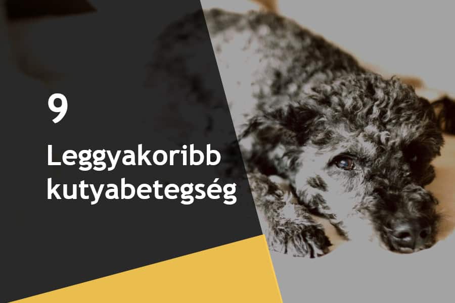 A 9 leggyakoribb kutyákat sújtó probléma