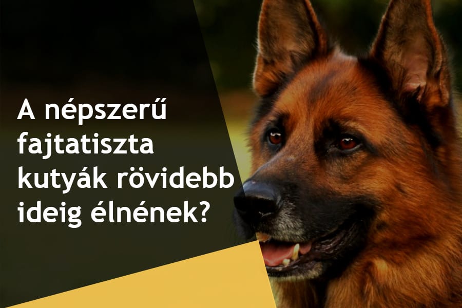 Miért élnek a fajtatiszta kutyák kevesebb ideig mint keverék társaik? És egyáltalán igaz ez?