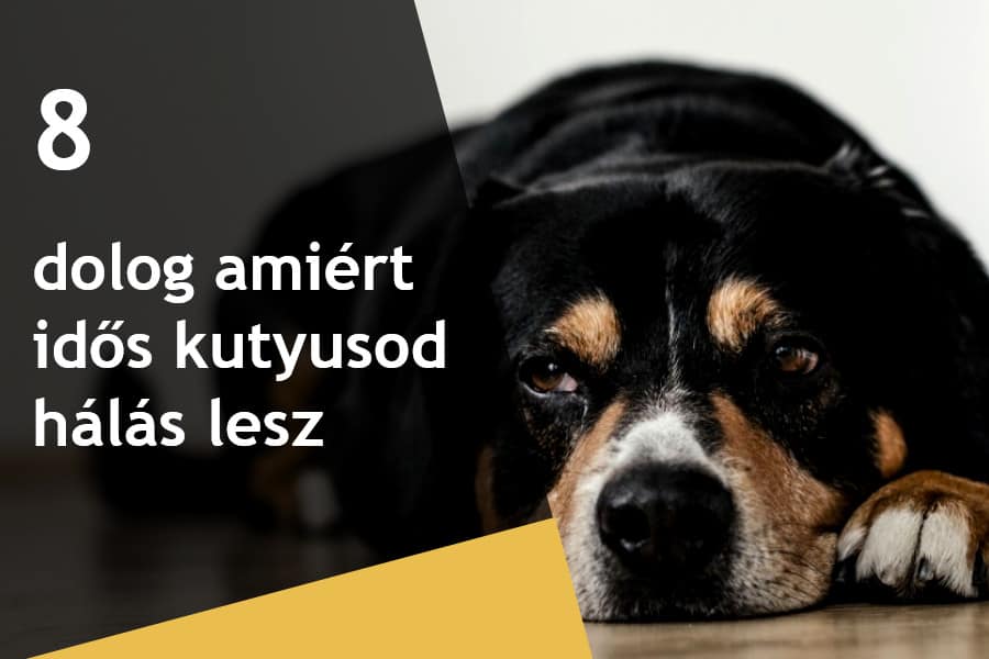 8 Dolog Amiért Idős Kutyusod Hálás Lesz