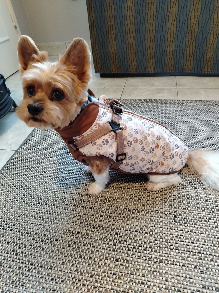 Yorkie – Bélelt téli kutyakabát hámmal – mancsmintás (vásárlói fotó)