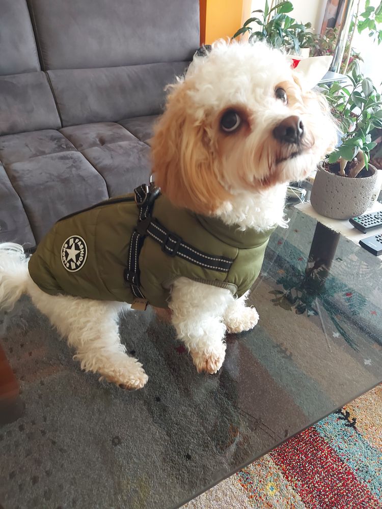 Bichon keverék – Bélelt téli kutyakabát hámmal – zöld (vásárlói fotó)