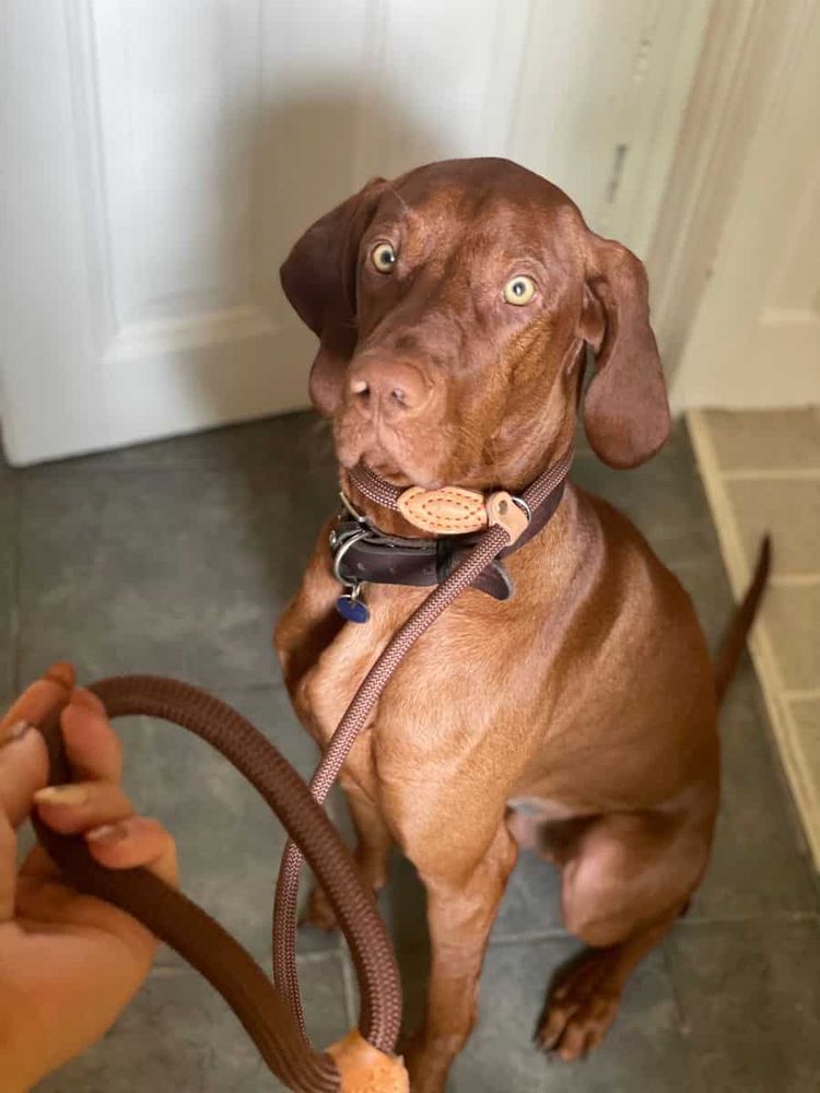 Magyar vizsla – Retriever póráz – barna (vásárlói fotó)