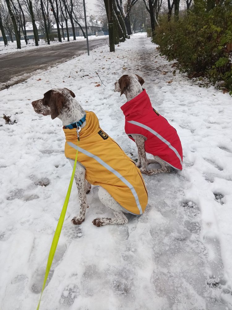 Pointer páros – Meleg téli kutyakabát – sárga (vásárlói fotó)