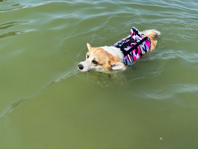 Corgi – Cápauszonyos mentőmellény – rózsaszín (vásárlói fotó)