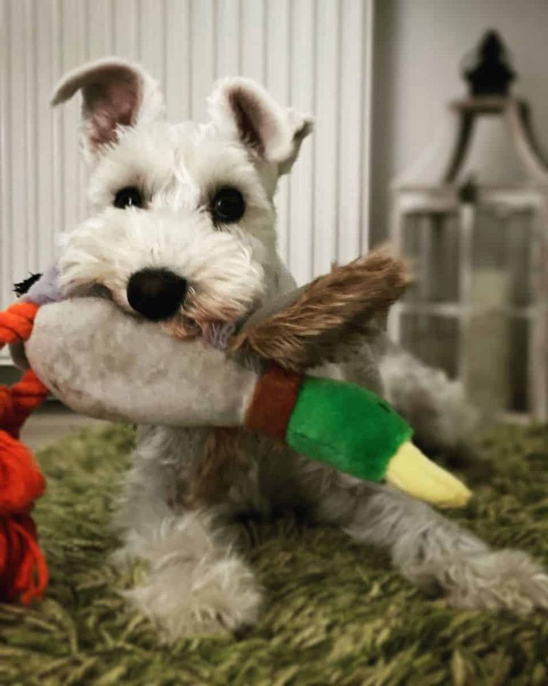 Schnauzer – Óriás plüss kacsa – 45 cm (vásárlói fotó)