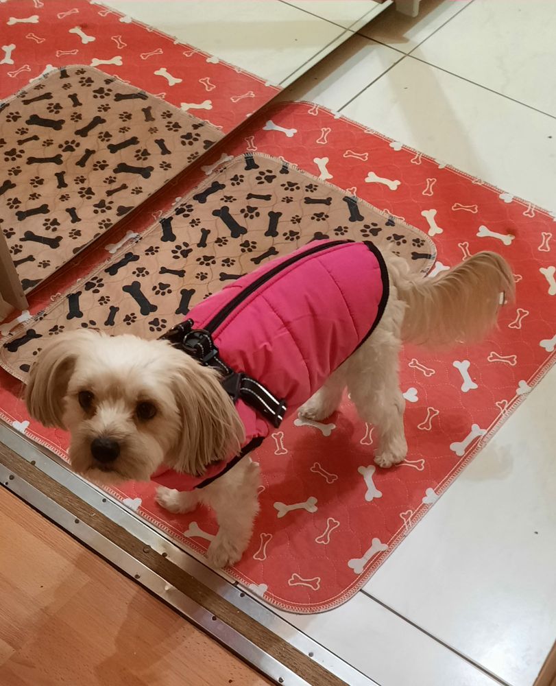 Yorkie – Bélelt kutyakabát hámmal – rózsaszín (vásárlói fotó)