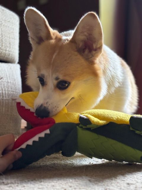 Corgi – Krokodil szimatjáték – 40 cm (vásárlói fotó)