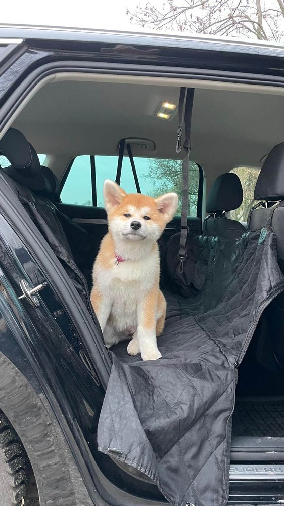 Sachi, az akita – Hátsó ülésvédő huzat – fekete (vásárlói fotó)