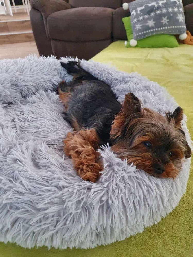 Yorkie – Plüss kutyafekhely – szürke (vásárlói fotó)