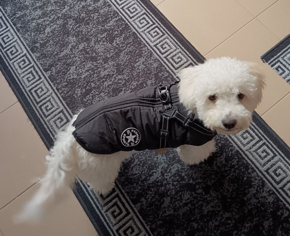 Bichon – Bélelt téli kutyakabát hámmal – fekete (vásárlói fotó)