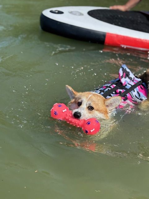 Corgi – Cápauszonyos mentőmellény – rózsaszín (vásárlói fotó)