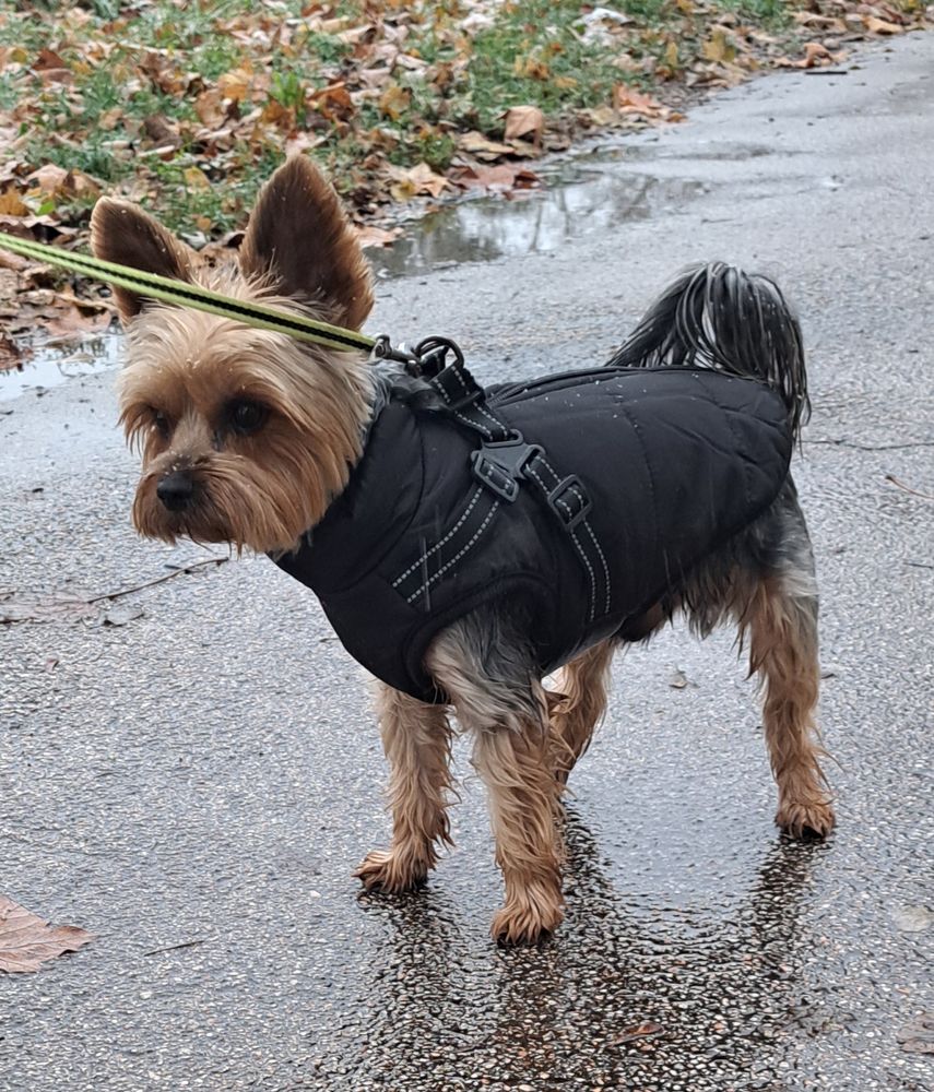 Yorkie – Bélelt téli kutyakabát hámmal – fekete (vásárlói fotó)