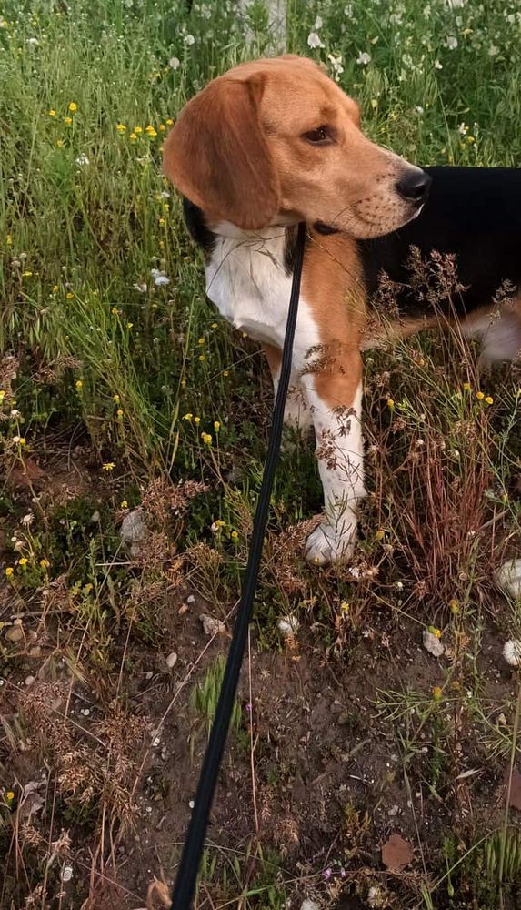 Beagle – Pórázaink (vásárlói fotó)