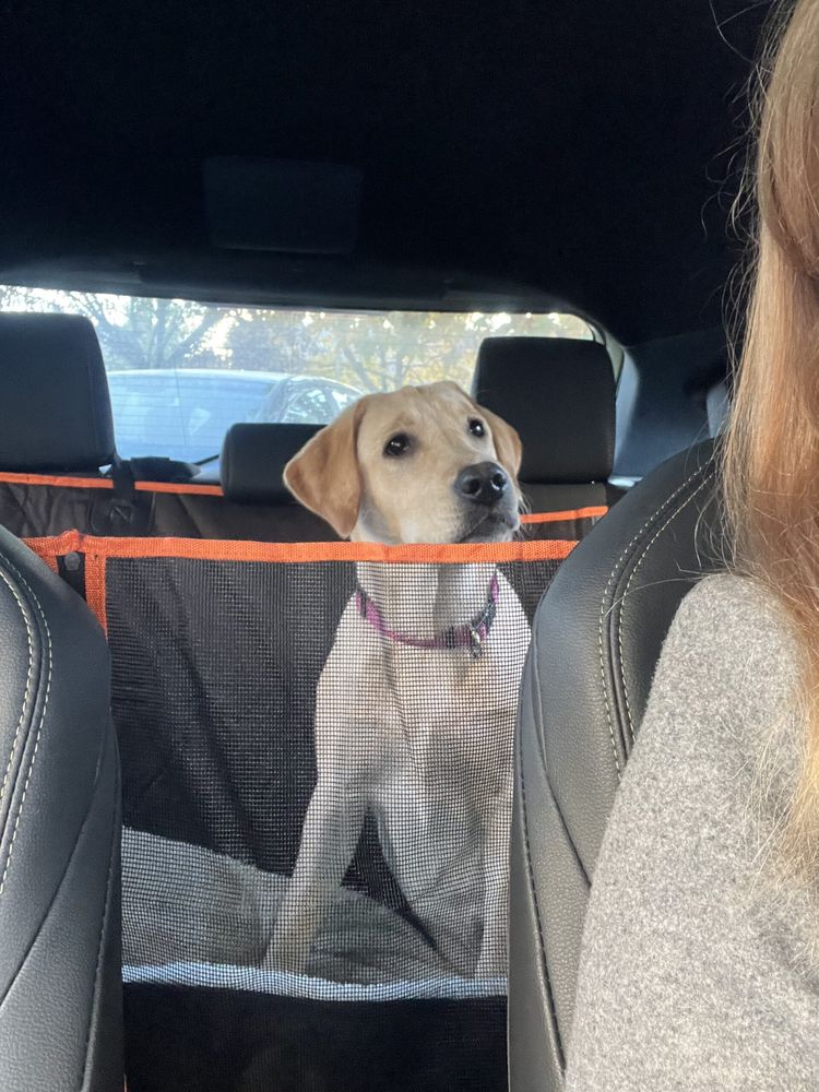 Labrador – Hátsó ülésvédő huzat – narancssárga (vásárlói fotó)