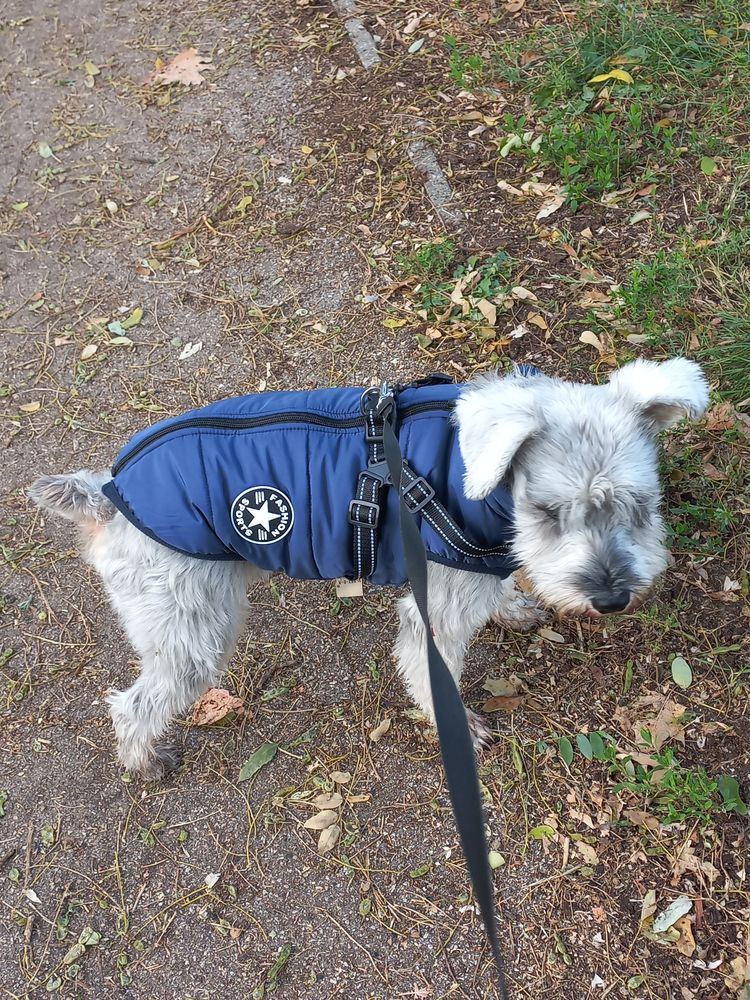 Schnauzer – Bélelt téli kutyakabát hámmal – kék (vásárlói fotó)