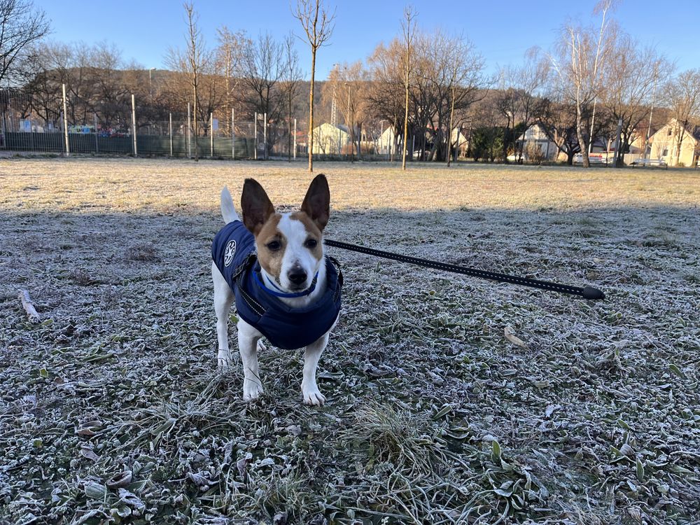 Jack Russell – Bélelt téli kutyakabát hámmal – kék (vásárlói fotó)