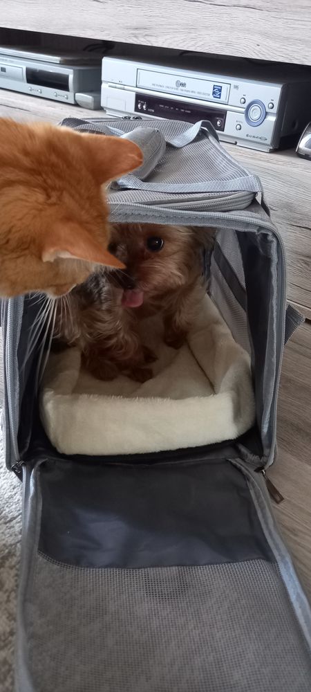Yorkie – Kisállat hordozó táska (vásárlói fotó)