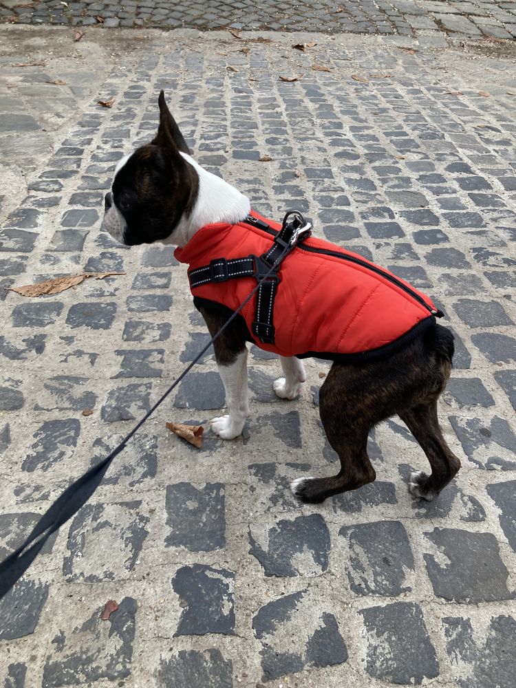 Boston terrier – Bélelt téli kutyakabát hámmal – piros (vásárlói fotó)
