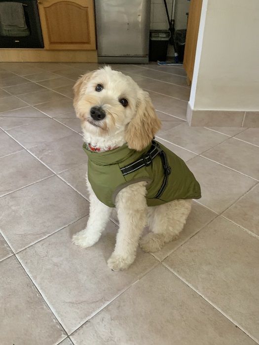 Cavapoo – Bélelt téli kutyakabát hámmal – zöld (vásárlói fotó)