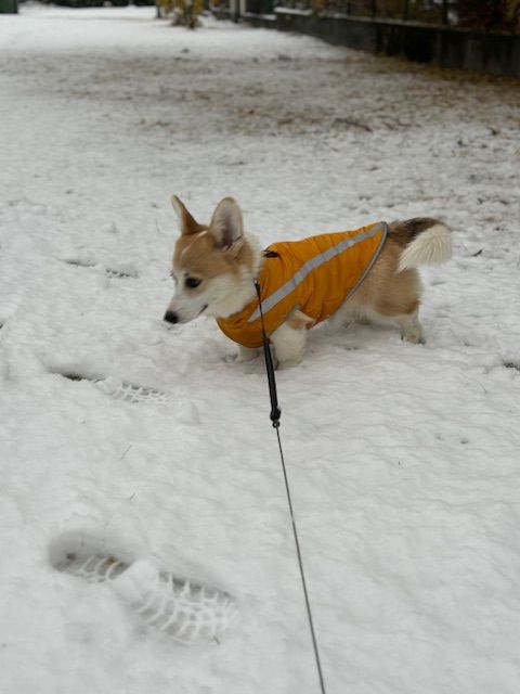 Corgi – Meleg téli kutyakabát – sárga (vásárlói fotó)