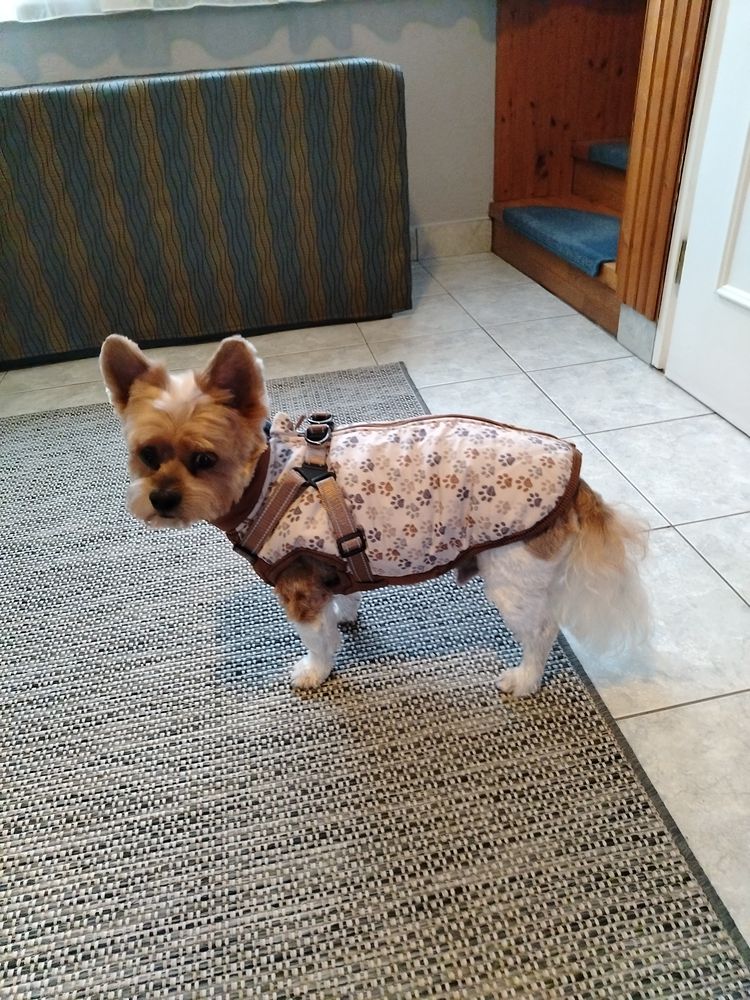 Yorkie – Bélelt téli kutyakabát hámmal – mancsmintás (vásárlói fotó)
