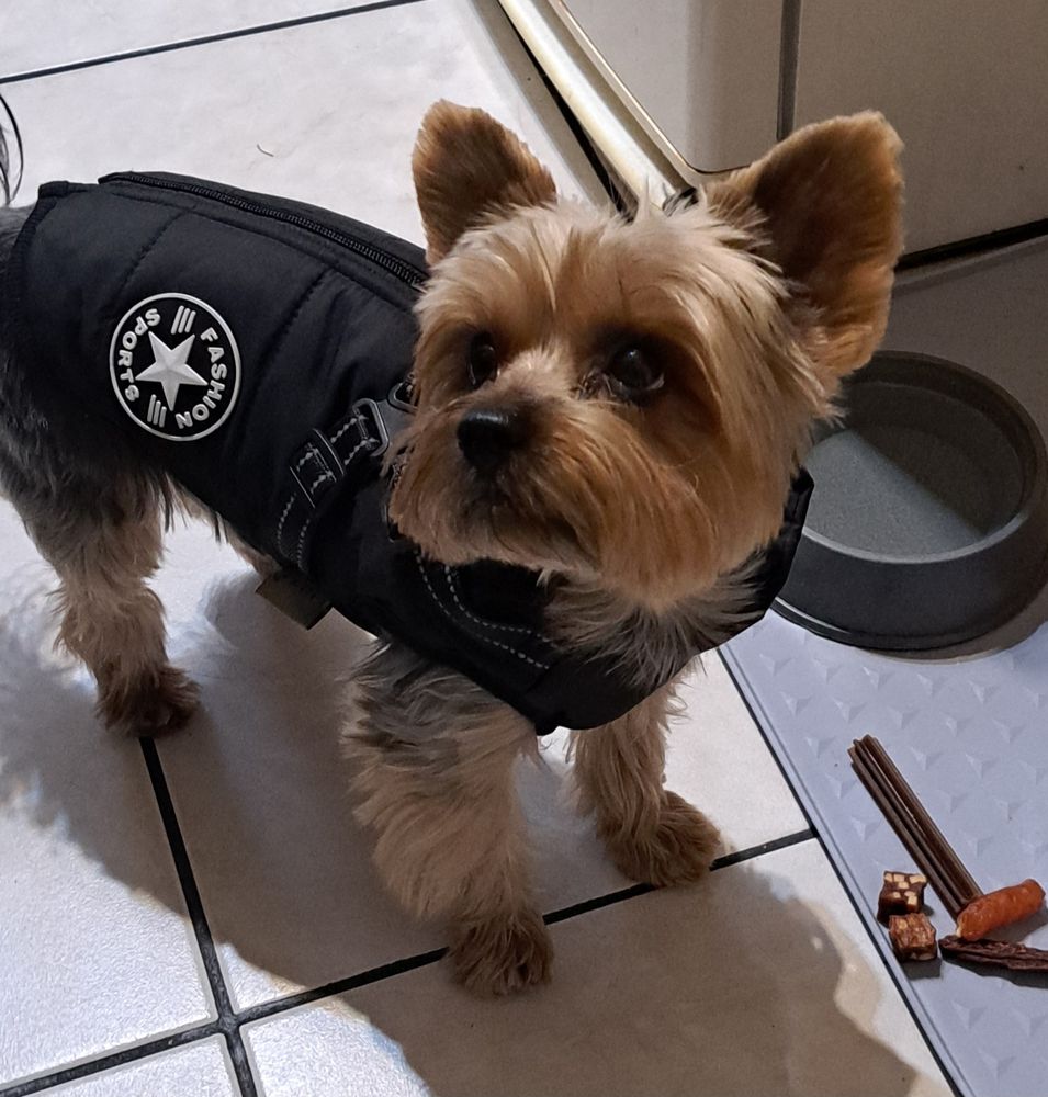 Yorkie – Bélelt téli kutyakabát hámmal – fekete (vásárlói fotó)
